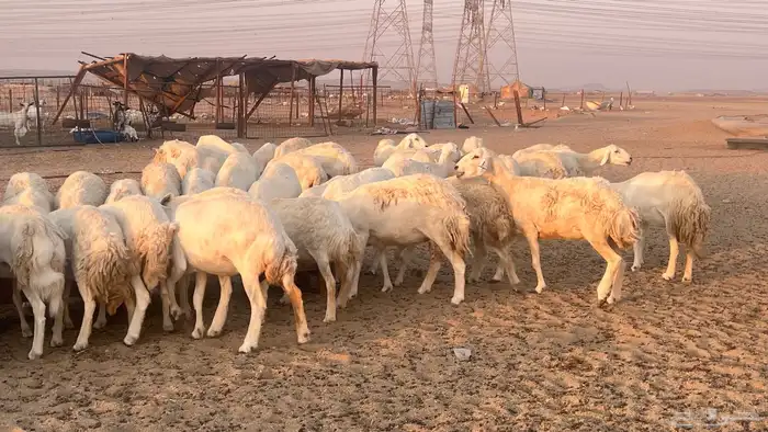 مراح جنب 112دفيع 1