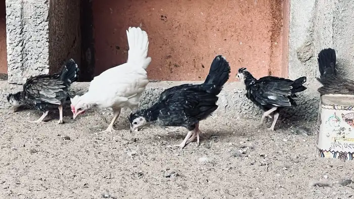 دجاج عربي افرق ب170 للبيع في بيشة 0