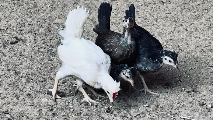 دجاج عربي افرق ب170 للبيع في بيشة 2