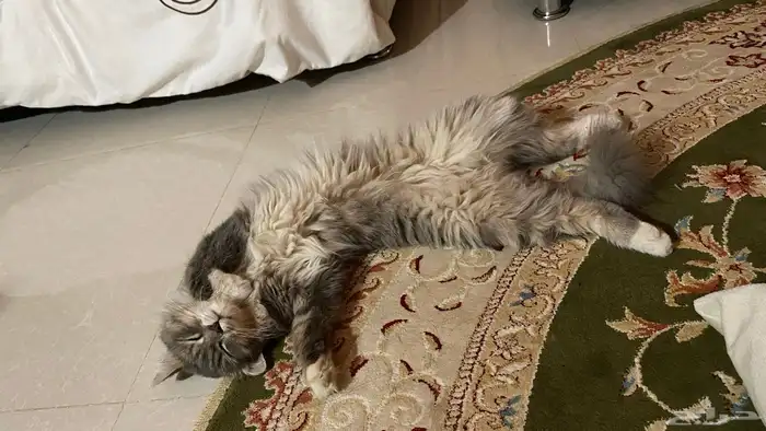 لقيت بسه ضايعه 2