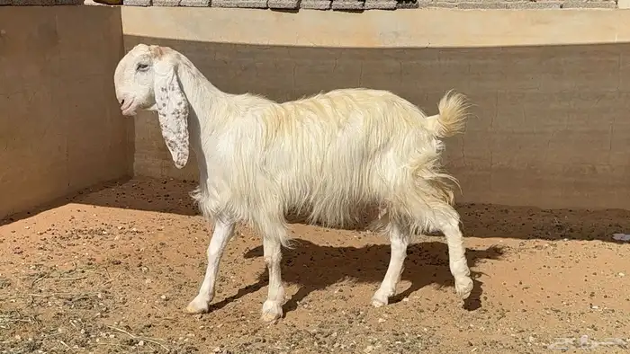 عنز مطوره تامه عاقر 0