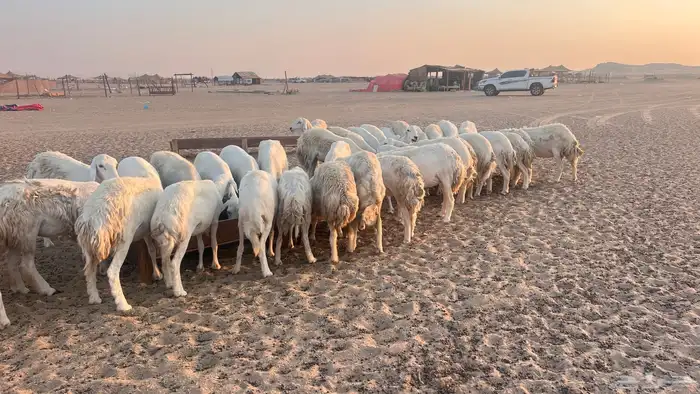 مراح جنب 112دفيع 5