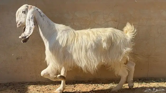 عنز مطوره تامه عاقر 3