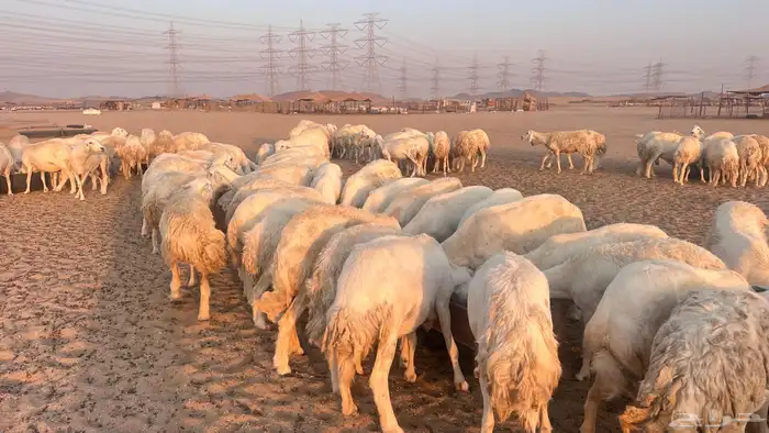 مراح جنب 112دفيع 7