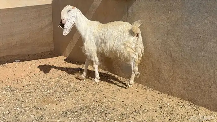 عنز مطوره تامه عاقر 1