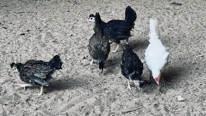 دجاج عربي افرق ب170 للبيع في بيشة 9