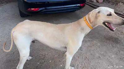 كلب سلوقي index