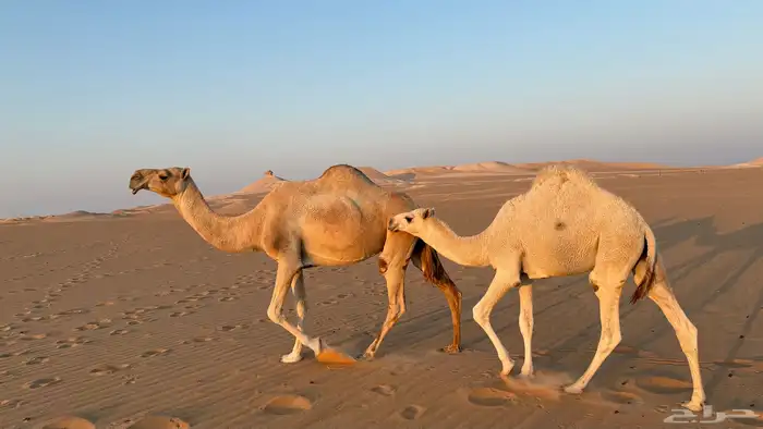 عشراء تحتها قعود 0