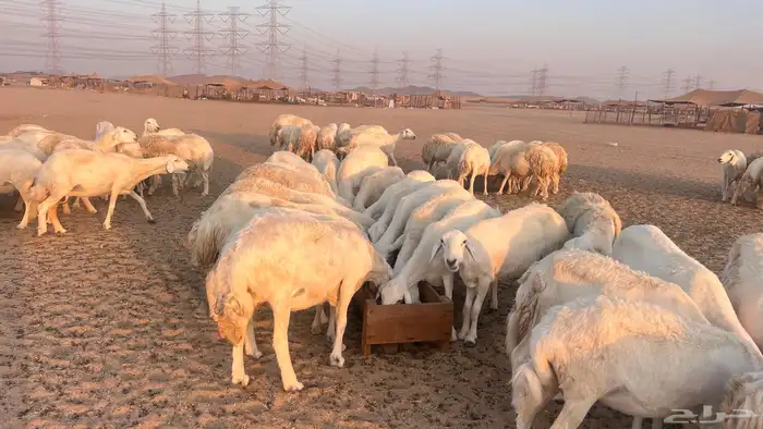 مراح جنب 112دفيع 3