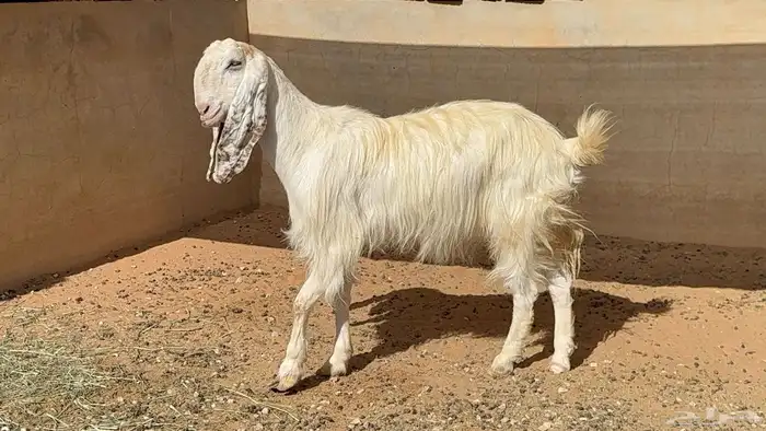 عنز مطوره تامه عاقر 4