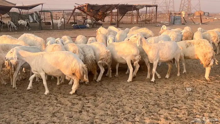 مراح جنب 112دفيع 2