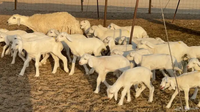 غنم حريات خلفات حرش صنف نوادر عدددها 30 معاها 30 4