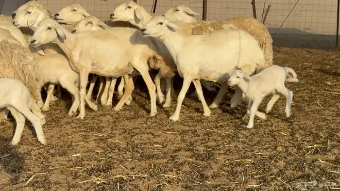 غنم حريات خلفات حرش صنف نوادر عدددها 30 معاها 30 35