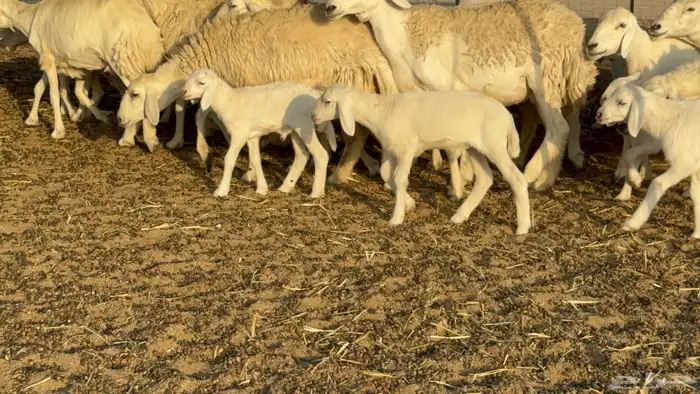 غنم حريات خلفات حرش صنف نوادر عدددها 30 معاها 30 12