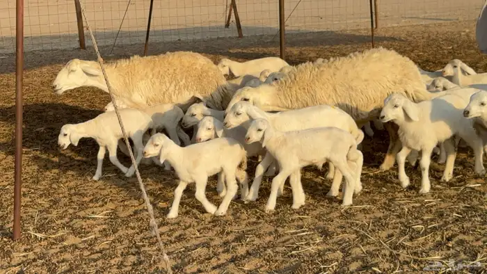 غنم حريات خلفات حرش صنف نوادر عدددها 30 معاها 30 5