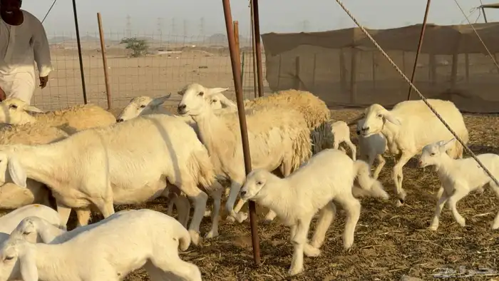 غنم حريات خلفات حرش صنف نوادر عدددها 30 معاها 30 14