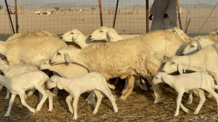 غنم حريات خلفات حرش صنف نوادر عدددها 30 معاها 30 23