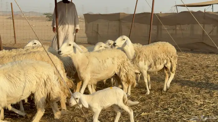 غنم حريات خلفات حرش صنف نوادر عدددها 30 معاها 30 7