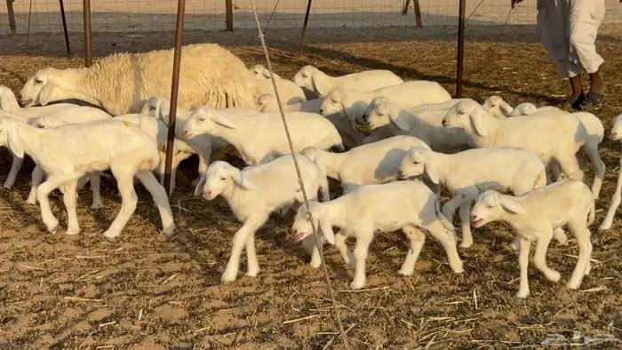 غنم حريات خلفات حرش صنف نوادر عدددها 30 معاها 30 3