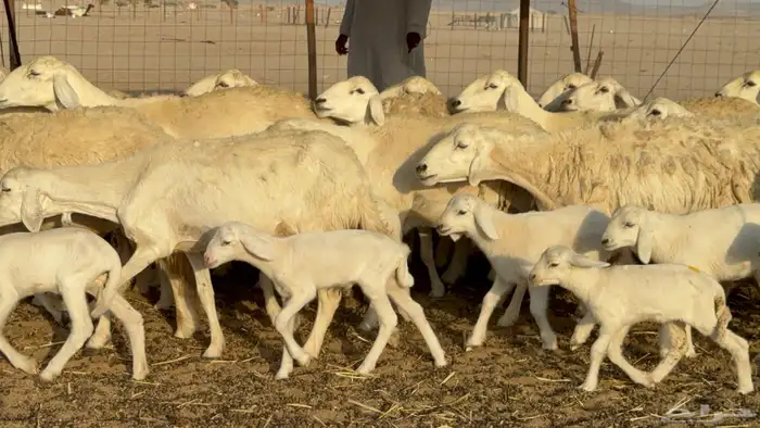 غنم حريات خلفات حرش صنف نوادر عدددها 30 معاها 30 22