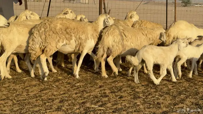 غنم حريات خلفات حرش صنف نوادر عدددها 30 معاها 30 11