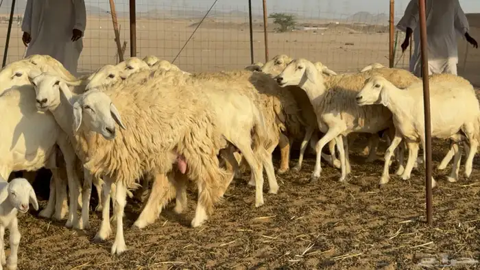 غنم حريات خلفات حرش صنف نوادر عدددها 30 معاها 30 20