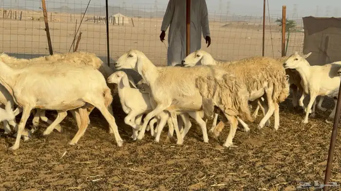 غنم حريات خلفات حرش صنف نوادر عدددها 30 معاها 30 30