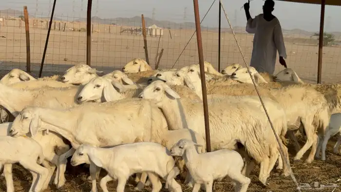 غنم حريات خلفات حرش صنف نوادر عدددها 30 معاها 30 17