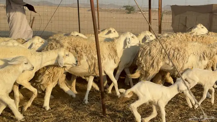 غنم حريات خلفات حرش صنف نوادر عدددها 30 معاها 30 43