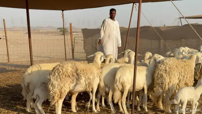 غنم حريات خلفات حرش صنف نوادر عدددها 30 معاها 30 18