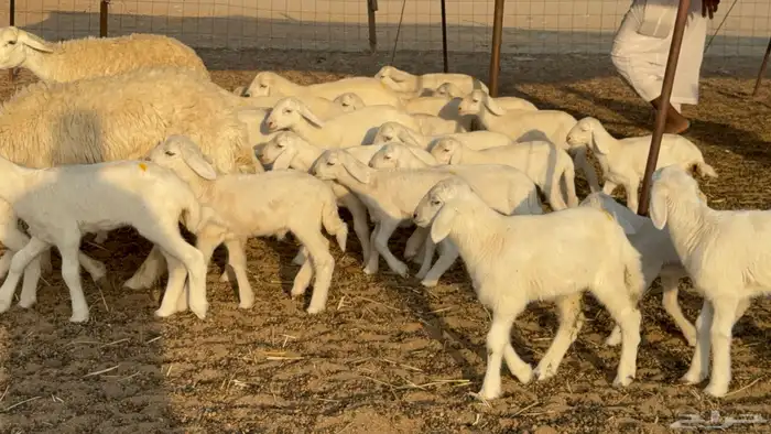 غنم حريات خلفات حرش صنف نوادر عدددها 30 معاها 30 47