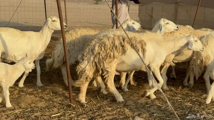 غنم حريات خلفات حرش صنف نوادر عدددها 30 معاها 30 8