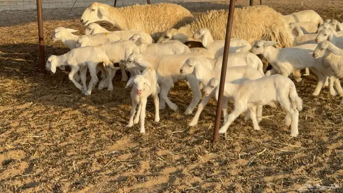 غنم حريات خلفات حرش صنف نوادر عدددها 30 معاها 30 44