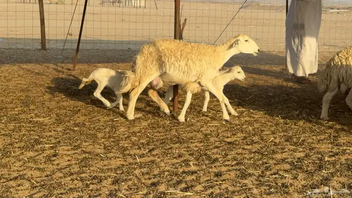 غنم حريات خلفات حرش صنف نوادر عدددها 30 معاها 30 0