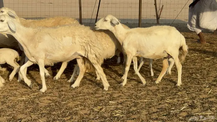 غنم حريات خلفات حرش صنف نوادر عدددها 30 معاها 30 21