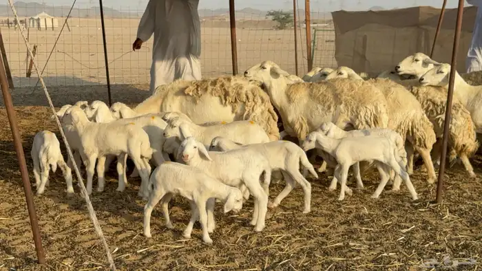 غنم حريات خلفات حرش صنف نوادر عدددها 30 معاها 30 19