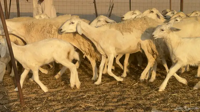 غنم حريات خلفات حرش صنف نوادر عدددها 30 معاها 30 6