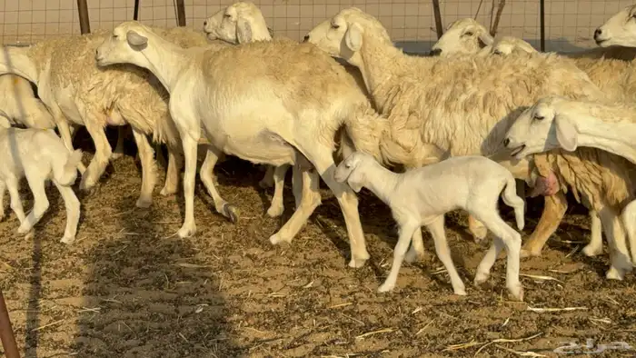 غنم حريات خلفات حرش صنف نوادر عدددها 30 معاها 30 42