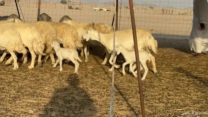 غنم حريات خلفات حرش صنف نوادر عدددها 30 معاها 30 28