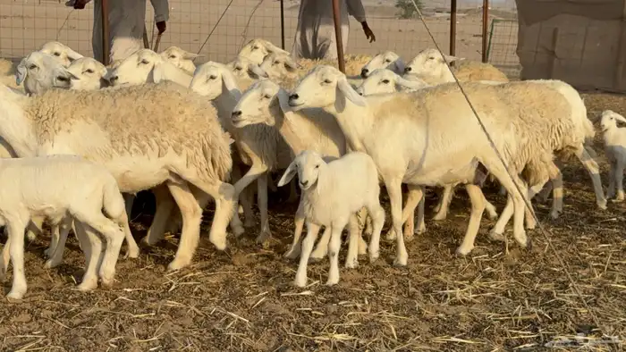 غنم حريات خلفات حرش صنف نوادر عدددها 30 معاها 30 15