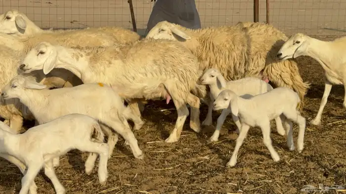 غنم حريات خلفات حرش صنف نوادر عدددها 30 معاها 30 38