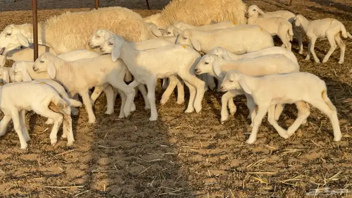 غنم حريات خلفات حرش صنف نوادر عدددها 30 معاها 30 10