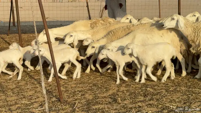 غنم حريات خلفات حرش صنف نوادر عدددها 30 معاها 30 24