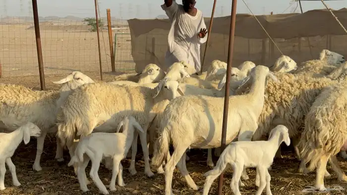 غنم حريات خلفات حرش صنف نوادر عدددها 30 معاها 30 26