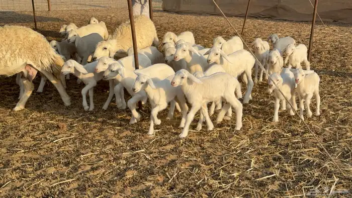 غنم حريات خلفات حرش صنف نوادر عدددها 30 معاها 30 45