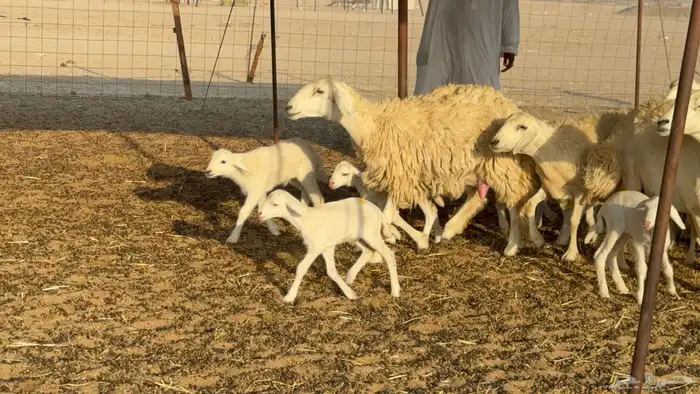 غنم حريات خلفات حرش صنف نوادر عدددها 30 معاها 30 31