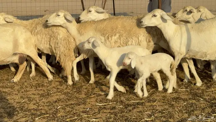 غنم حريات خلفات حرش صنف نوادر عدددها 30 معاها 30 39