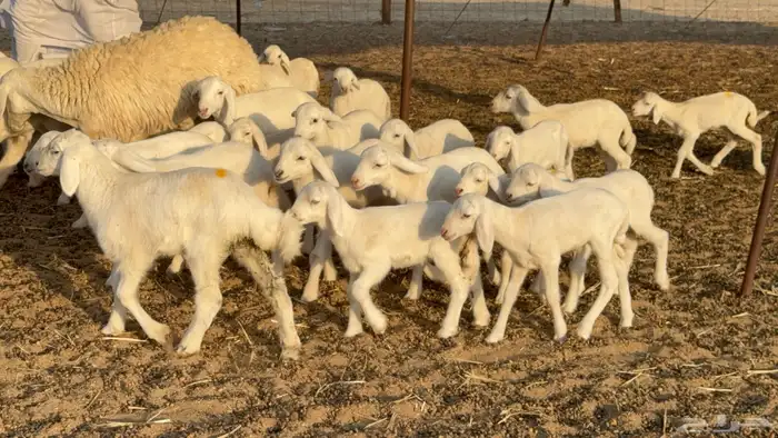 غنم حريات خلفات حرش صنف نوادر عدددها 30 معاها 30 46