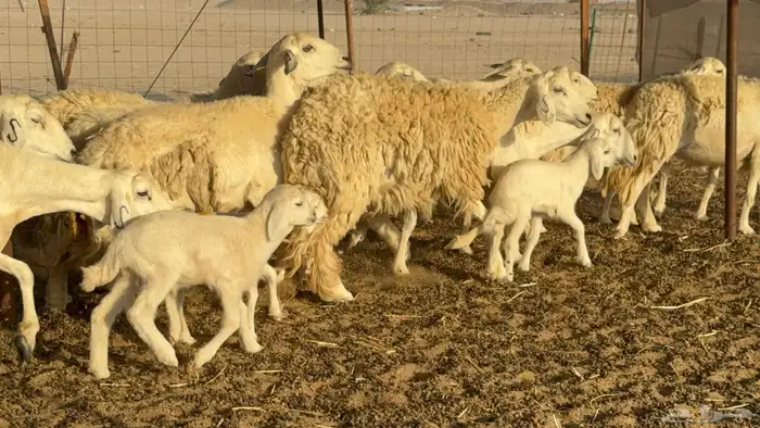 غنم حريات خلفات حرش صنف نوادر عدددها 30 معاها 30 40