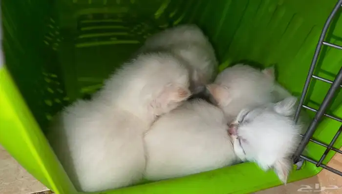 انتاج جديد مواليد1 10 2025 شيرازي مهجن لون ابيض عسلي 14